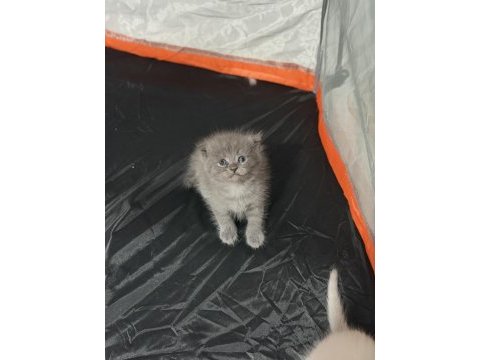 Minik scottish fold yavrulara yeni yuva