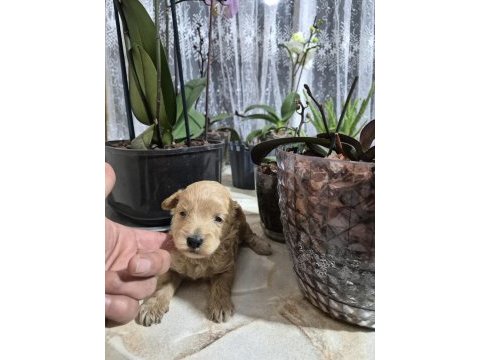 Maltipoo yavrularımız