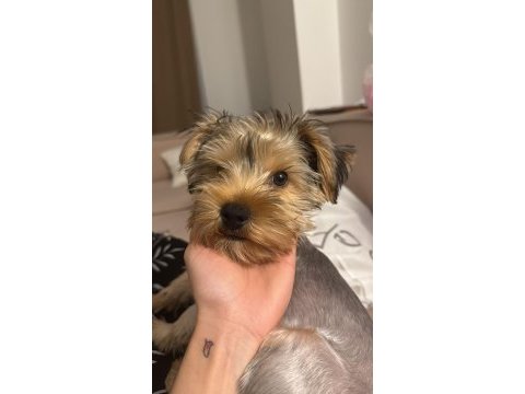 5 aylık teacup yorkshire terrier erkek yavru