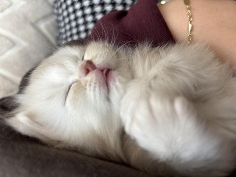 British longhair yavrularımız yeni sahiplerini arıyor