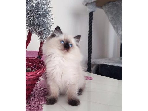 Orijinal ragdoll bebekleri