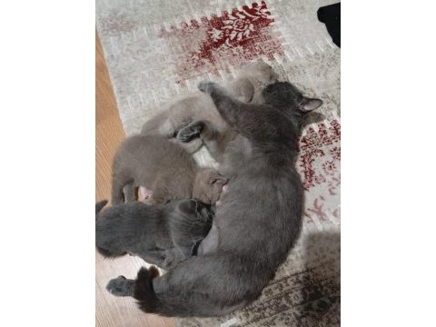 Yeni yuva aranmakta kedilerimize
