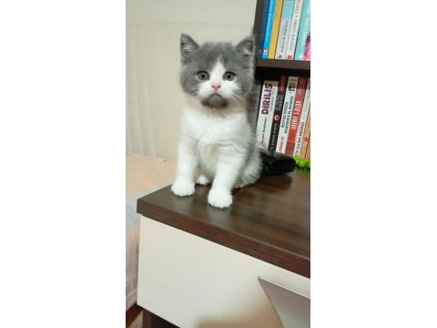 Kar tanesi safkan british shorthair oğlumuz