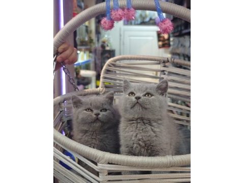 British shorthair ve scottish fold yavrular teslime hazır