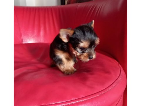 Çok tatlı, mini boy, yorkshire terrier yavrusu