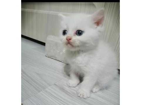 British shorthair 2 aylık kedimiz