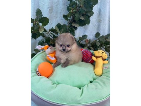 Pomeranian boo yavrularımız