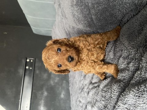 Poodle yavru