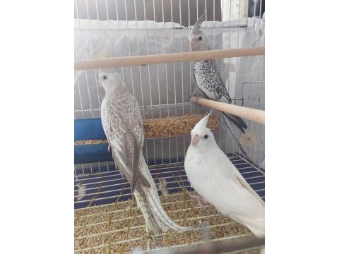 2-3 aylık sultan papağanı yavrular