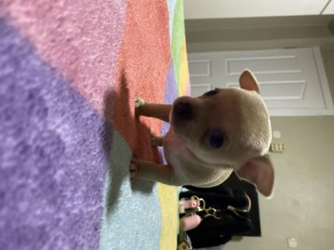 Chihuahua yavru köpeğimiz