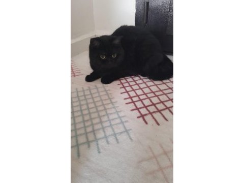 British shorthair 40 günlük