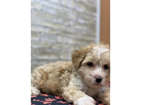 Maltipoo bebek köpekler teslime hazır