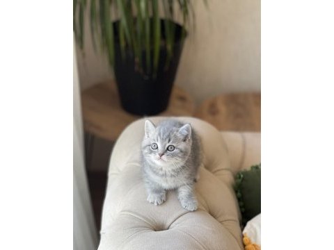 Atı surat british shorthair yavrum