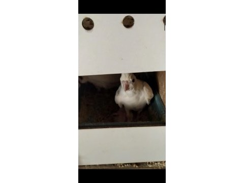 2 yaşında albino heavy 3 yavrulu takım sultan