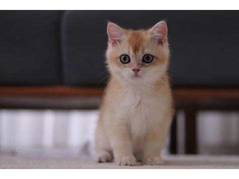 Şecereli safkan british shorthair ny11 erkek yavru