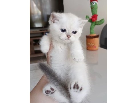 Safkan british shorthair yavrular