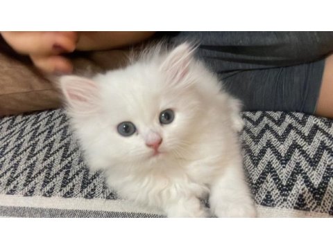 2 aylık british longhair