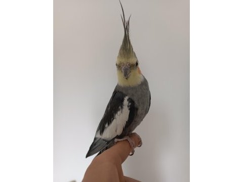 10-12 aylık erkek sultan papağanı