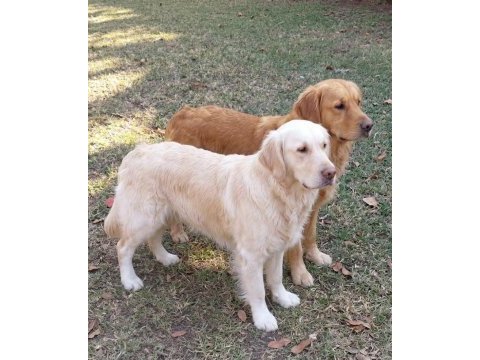 Albino dişi golden retriever