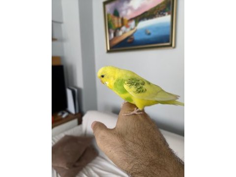 8 aylık muhabbet kuşu erkek ele alışkındır