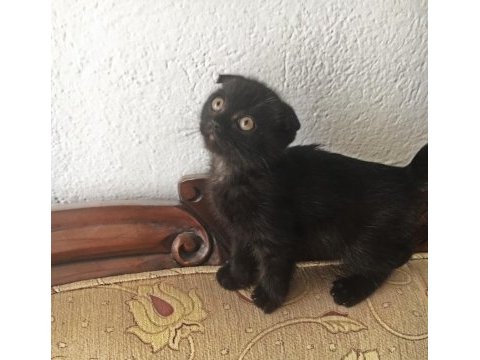 Siyah harika erkek yavru çok uygun puana scottish fold