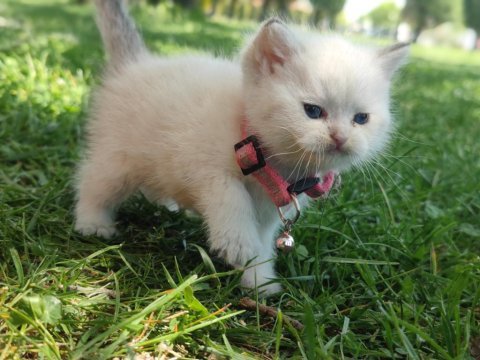 Full şecereli british shorthair ny 1133 dişi erkek yavru