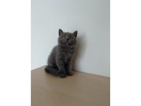 British shorthair erkek