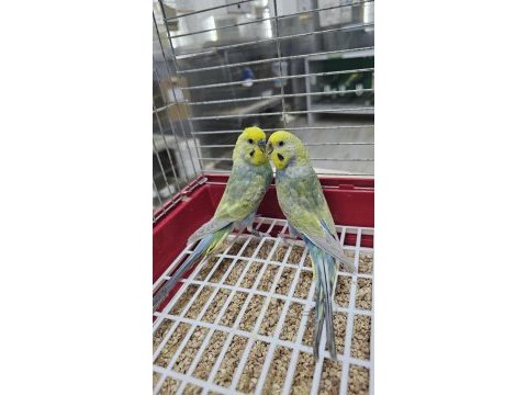 Raınbow üst vasıf muhabbet takımlar açıklamayı okuyun