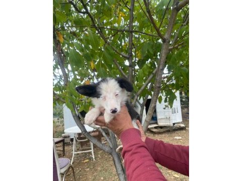 Ankarada safkan aşılı pasaportlu border collie yavrular