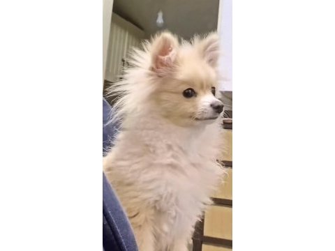 Pomeranian boo 1,5 yaşında köpeğimiz