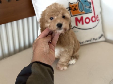 Yasal ruhsatlı çiftlikde ziyarete açık maltipoo yavrular