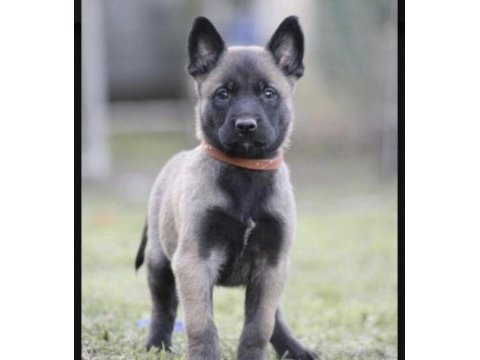 Malinois safkan