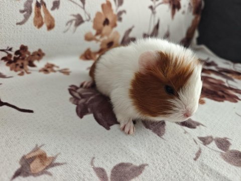 Ginepig yavru