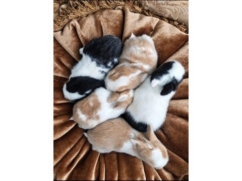 Cüce tavşan yavruları (küçük ırk)