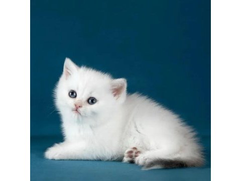 Bem beyaz silver british shorthair ns1133