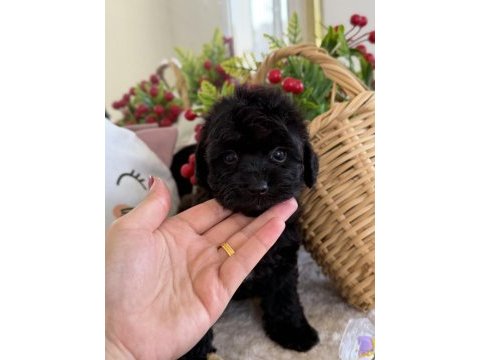 Mükemmel tea cup siyah poodle