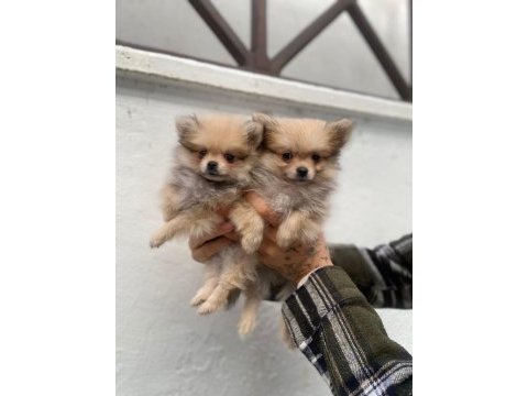 Acil safkan pomeranian yavrular