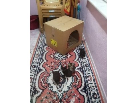 Yavru kediler