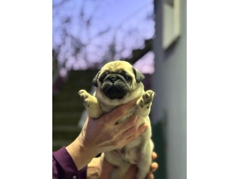 Show class pug mops bebekler