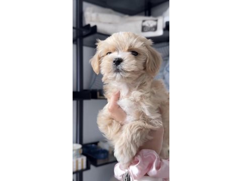Maltipoo safkan köpeğimiz