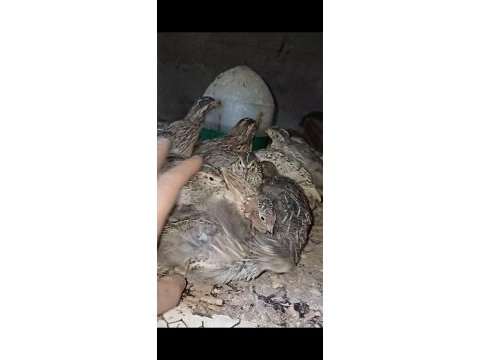 30 günlük jumbo japon bıldırcınlarımız