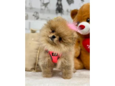 Tatlı pomeranian kızımız mila