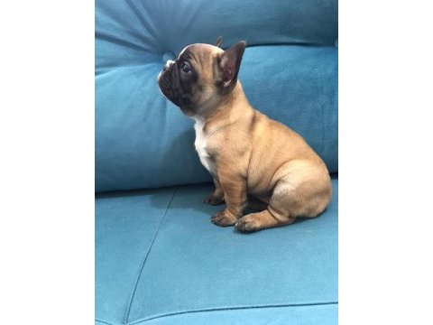 A kalite french bulldog yavrular