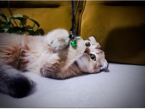 4 aylık scottish fold cinsi erkek yavru