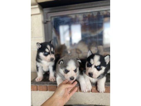 Husky bebekler dişi ve erkek