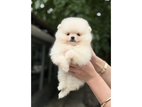 Kusursuz karbeyaz pomeranian boo