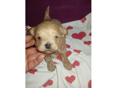 25 günlük rezerveye açık maltipoo yavrular