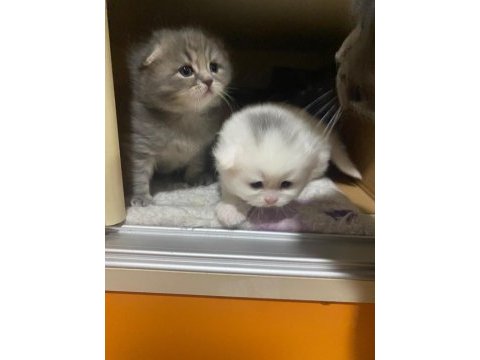 1 aylık scottish fold bebekler