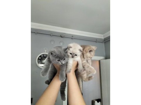 British shorthair ve scottish fold yavrular