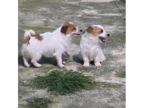 Şecereli jack russell terrier